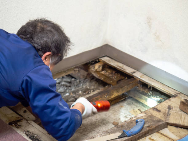 Best Toxic Mold Removal  in Prairie View, TX