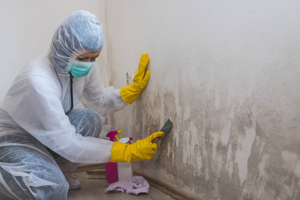 Best Mold Damage Repair  in Prairie View, TX