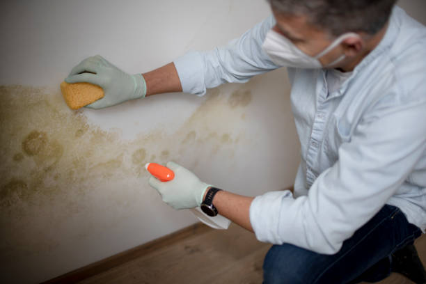 Best Mold Removal Process  in Prairie View, TX