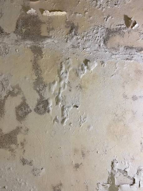 Best Crawl Space Mold Removal  in Prairie View, TX