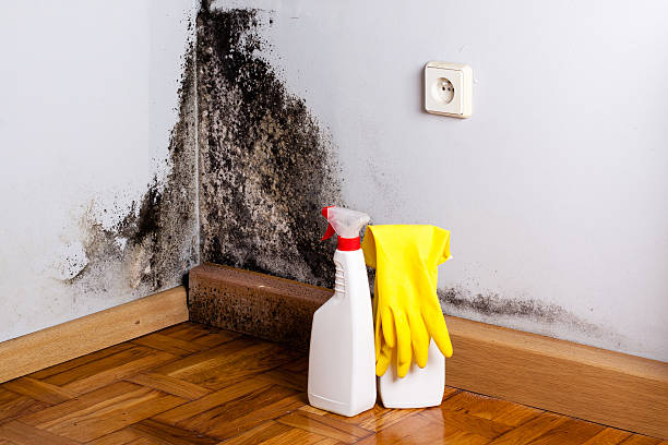 Best Attic Mold Removal  in Prairie View, TX