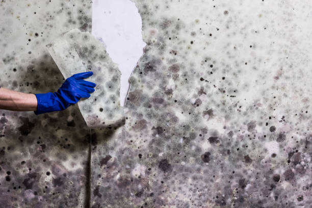 Best Professional Mold Removal  in Prairie View, TX