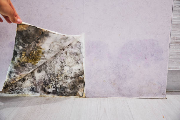 Best Attic Mold Removal  in Prairie View, TX
